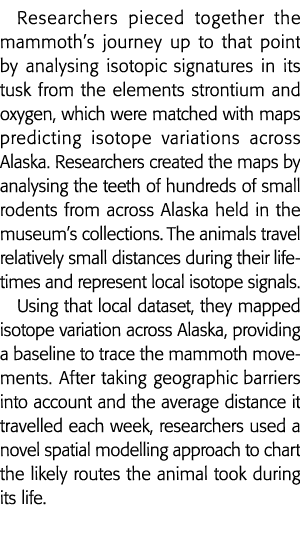 Researchers pieced together the mammoth s journey up to that point by analysing isotopic signatures in its tusk from    