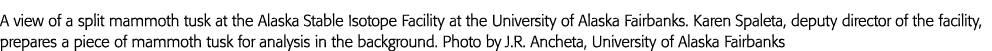 A view of a split mammoth tusk at the Alaska Stable Isotope Facility at the University of Alaska Fairbanks  Karen Spa   