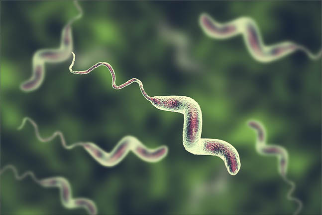 Campylobacter bacteria, C  jejuni, C  fetus, Gram-negative S-shaped motile bacteria the causative agent of food-borne infection campylobacteriosis, 3D illustration
