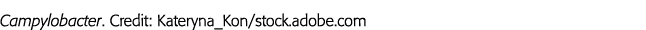 Campylobacter  Credit: Kateryna_Kon stock adobe com