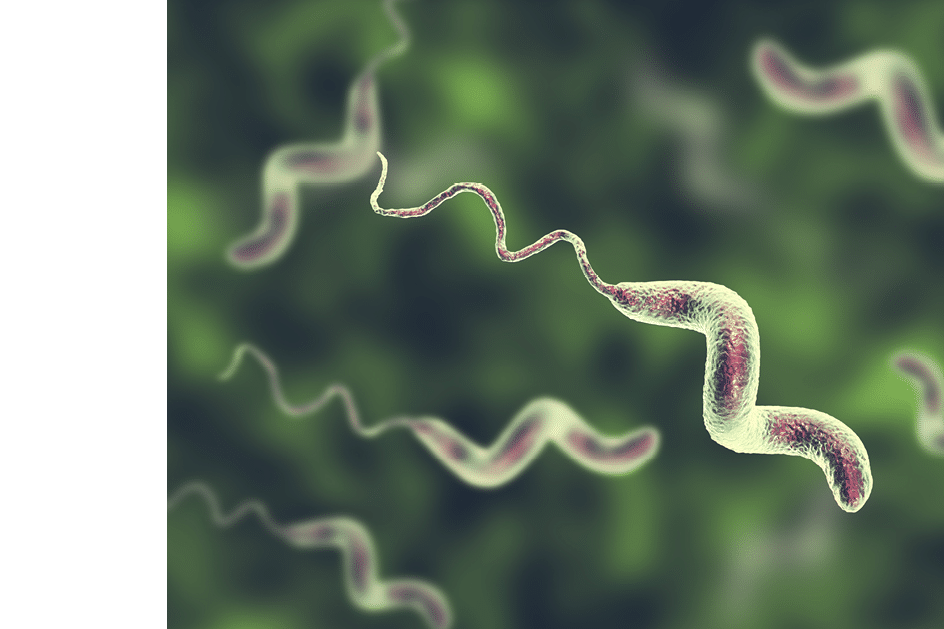 Campylobacter bacteria, C  jejuni, C  fetus, Gram-negative S-shaped motile bacteria the causative agent of food-borne infection campylobacteriosis, 3D illustration