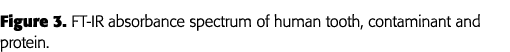 Figure 3  FT-IR absorbance spectrum of human tooth, contaminant and protein 