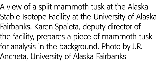 A view of a split mammoth tusk at the Alaska Stable Isotope Facility at the University of Alaska Fairbanks  Karen Spa   