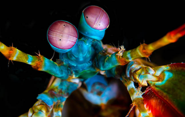 Photo of mantis shrimp