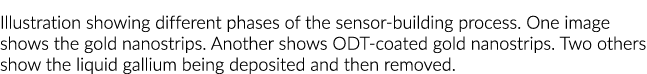 Illustration showing different phases of the sensor-building process  One image shows the gold nanostrips  Another sh   