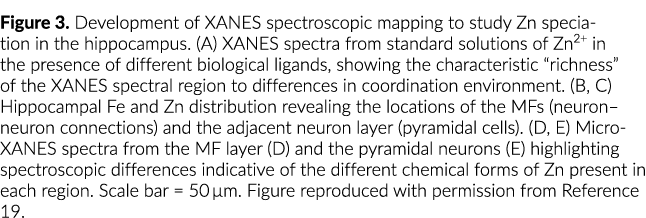 Figure 3  Development of XANES spectroscopic mapping to study Zn speciation in the hippocampus  (A) XANES spectra fro   