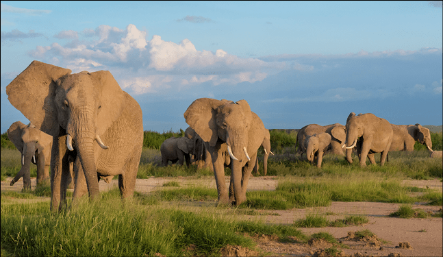 African elephant (Loxodonta africana) herd foraging in front of mount Kilimanjaro, Amboseli national park, Kenya 