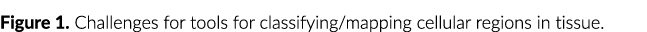Figure 1  Challenges for tools for classifying mapping cellular regions in tissue 