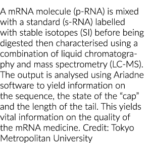 A mRNA molecule (p RNA) is mixed with a standard (s RNA) labelled with stable isotopes (SI) before being digested the...