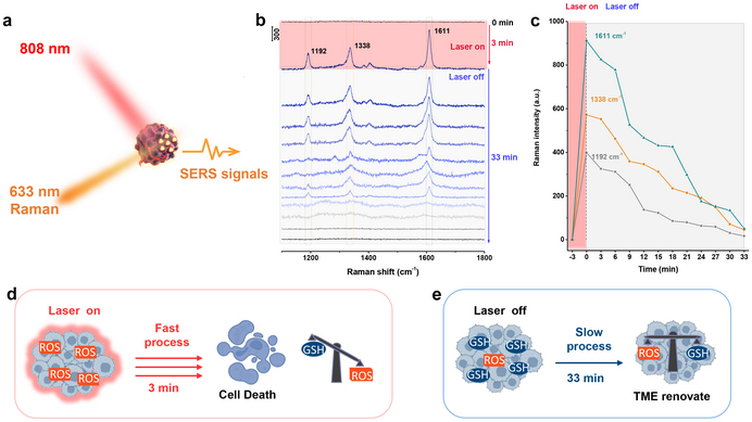 Time-dependent SERS spectra during the process of oxidative stress in tumour and the breaking and re-repairing processes of redox-homeostasis in TME