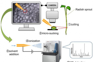 Schematic of the process
