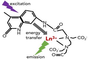 Diagram of the reaction