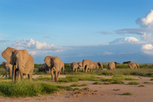 Photo of elephants in the wild