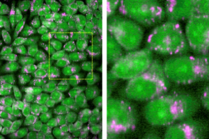 Raman images of living cells