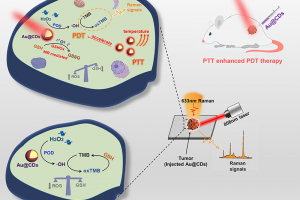 Diagram of core-shell structured Au@CDs present a photoinduced-enhanced oxidative stress amplification, which can be efficiently used for tumour catalytic therapy by SERS