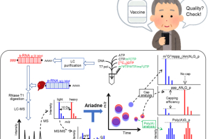 Diagram of the analysis procedure