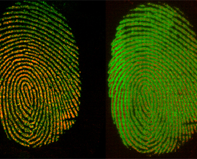 Chemical imaging of a fingerprint shows the relative distribution of palmitic acid (green) and the more immobile waxy residue (red) when freshly deposited (left) and after 72 hours (right), showing the migration of the palmitic acid. Credit: Muramoto/NIST Images of fingerprints showing the change in distribution of palmitic acid and the more immobile waxy residue.