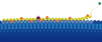 Binding of the alpha-synuclein protein (yellow) to lipid-membranes (blue). To examine the effect of a selective mutation of the 30th Amino acid (A30P) of alpha-synuclein, Malte Drescher’s research group applied magnetic probes (see numbered circles) to the protein.