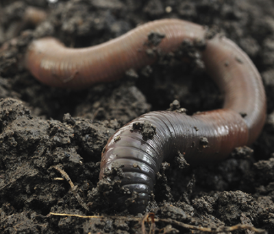 Photo of an earthworm