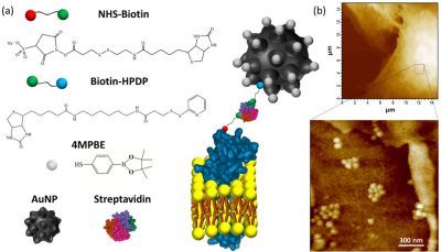 Figure 1. (a) Explanatory sketch of the plasma membrane anchored nanosensor. The compounds used for gold nanoparticles (AuNP) conjugation are the H2O2-sensitive 4-mercaptophenylboronic pinacol ester (4MPBE) and Biotin-HPDP. Biotinylation of the plasma membrane protein ectodomains is obtained using NHS-Biotin. The anchoring of the conjugated AuNP and NHS-Biotin is given by Streptavidin reacting with the two biotin moieties. (b) AFM analysis was performed on A549 lung cancer cells after nanosensor anchoring and fixation. High resolution AFM images confirmed the presence of the nanosensor, which is in contact with the cell surface and is capable of detecting endogenous H2O2 in a very shallow region (i.e., 90 nm) of the extracellular fluid in contact with the plasma membrane.