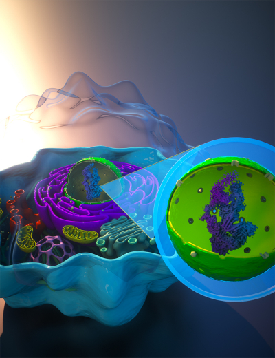 The MAC-tag workflow allows molecular microscopy of proteins. Image: Ella Maru Studio