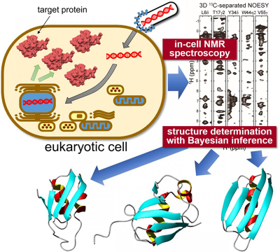 Target proteins are expressed inside sf9 cells, then measured using “in-cell” NMR spectroscopy. Unique statistical analysis with the help of Bayesian inference is applied to calculate the accurate 3D structure of the proteins with unprecedented precision. Credit: Tokyo Metropolitan University