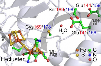 Nuclear resonant vibrational spectroscopy, a new X-ray spectroscopy technique has been used to study enzymes that can produce hydrogen gas, the understanding of their reactions could be important in developing a clean-fuel economy powered by hydrogen. Credit: Cramer Lab, UC Davis