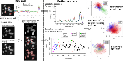 Methods of extracting features from label-free immune cell analysis. Multivariate label-free data, composed of both morphological and spectral parameters, are used to identify high-level features at the single-cell level such as cellular type, response to drugs, as well as response differences between specimens.