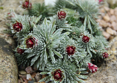 Saxifraga sempervivum is one of the alpine species found to be producing pure vaterite on its leaves. Image courtesy of Paul Aston.