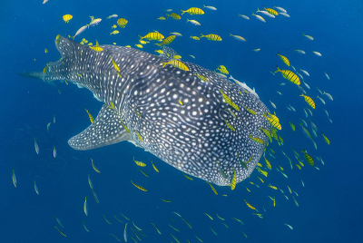 Researchers from the Marine Megafauna Foundation, University of Southampton, and Sharkwatch Arabia have used isotope ratio mass spectrometry to monitor the habits of the whale shark, Earth’s largest fish. Copyright Clare Prebble, Marine Megafauna Foundation and University of Southampton.