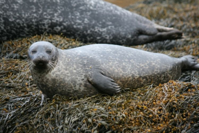 A junior harbour seal. Credit © Monica Arso Civil, Sea Mammal Research Unit (SMRU).