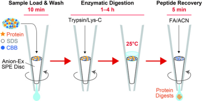 Schematic workflow of AnExSP sample preparation