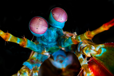 Mantis shrimp eyes