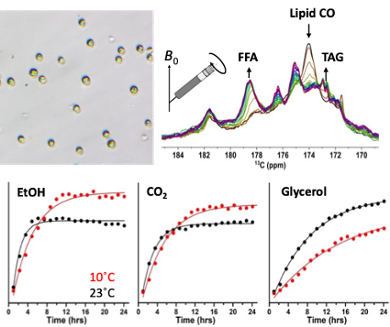 Microscope image of the studied green algae Chlamydomonas reinhardtii and live-cell NMR detection of lipid conversion (upper graph) and fermentation products (lower graphs).