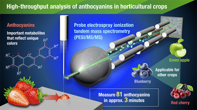 Conceptual diagram of high-throughput analysis for anthocyanins in horticultural crops using PESI/MS/MS