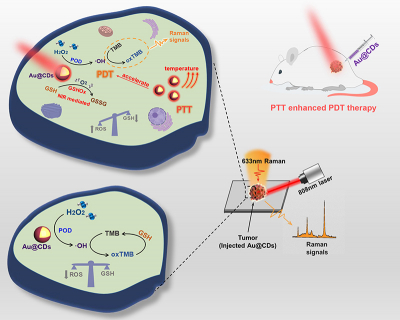 Diagram of core-shell structured Au@CDs present a photoinduced-enhanced oxidative stress amplification, which can be efficiently used for tumour catalytic therapy by SERS