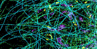 Spectrally resolved super-resolution microscopy image of four sub-cellular targets that were labelled by four far-red dyes at 10-nm spectral separation.