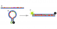 Diagram of the reaction between a molecular beacon and cDNA