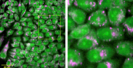 Raman images of living cells