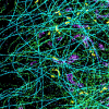 Spectrally resolved super-resolution microscopy image of four sub-cellular targets that were labelled by four far-red dyes at 10-nm spectral separation.