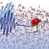 Schematic of local water structures being probed using ultrafast laser pulses