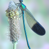 Photo of dragonfly wing