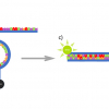 Diagram of the reaction between a molecular beacon and cDNA