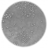 Microscope image of yeast cells