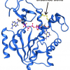 High resolution x-ray structure of the enzyme adenylate kinase trapped in a transient structural state by a covalent disulfide bond.