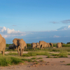 Photo of elephants in the wild