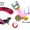 Schematic representation of circulating exosomal PD-L1 detection using SERS-sandwic