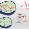 Diagram of core-shell structured Au@CDs present a photoinduced-enhanced oxidative stress amplification, which can be efficiently used for tumour catalytic therapy by SERS